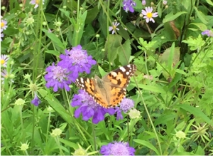 �� ���踦 ����� ���������̳���