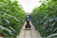 �ΰ����ɰ� ����Ʈ���� �̷� 